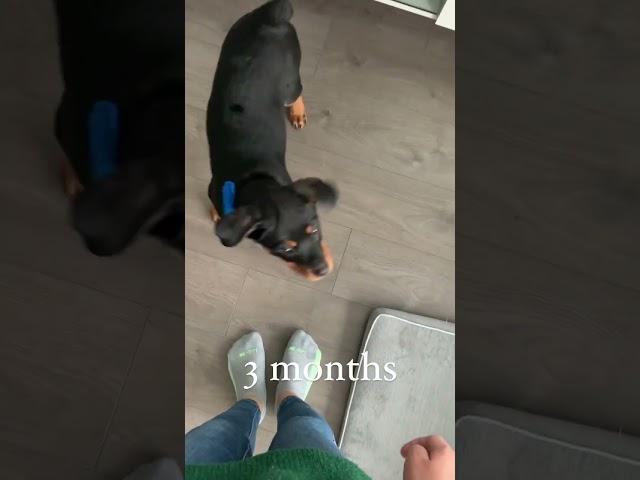 Rottweiler Puppy Training in 20 Seconds 