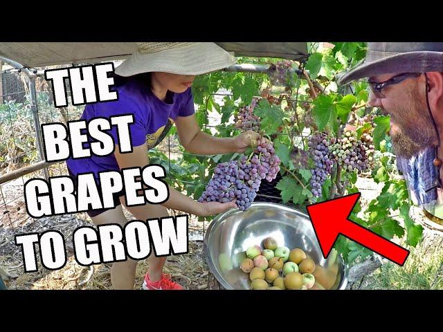 What's The Best Grape Vine To Grow At Home For Eating? Our Pick 