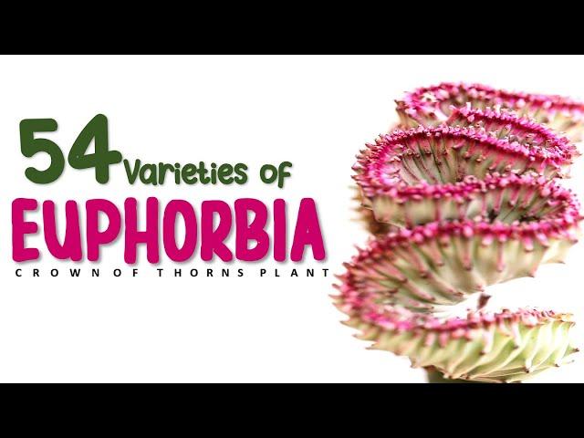 54 VARIETIES OF EUPHORBIA + CARE AND TIPS | HERB STORIES