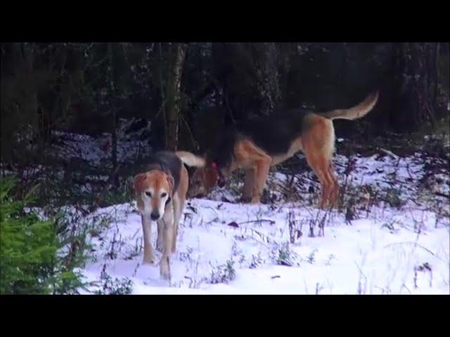 «Охота с гончей - Hunting with the Russian hound .»