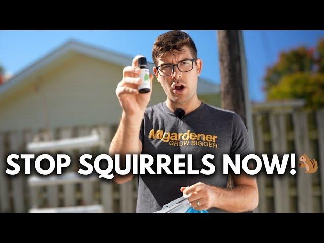 Try These 3 EASY Ways Keep Squirrels Out of Your Garden