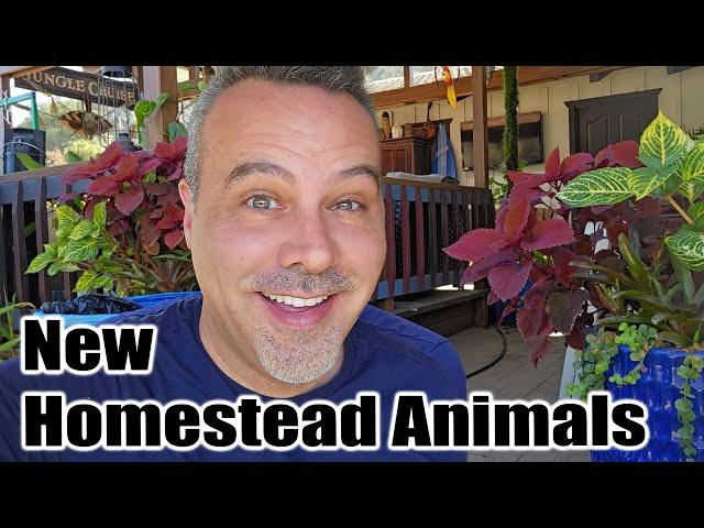 I've Waited 5 Years for This!!!  Plus New Homestead Animals