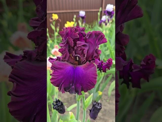 #iris #perennial #plants #garden #nature #flowers #floriculture #beautiful #botany #цветы #ирис #сад