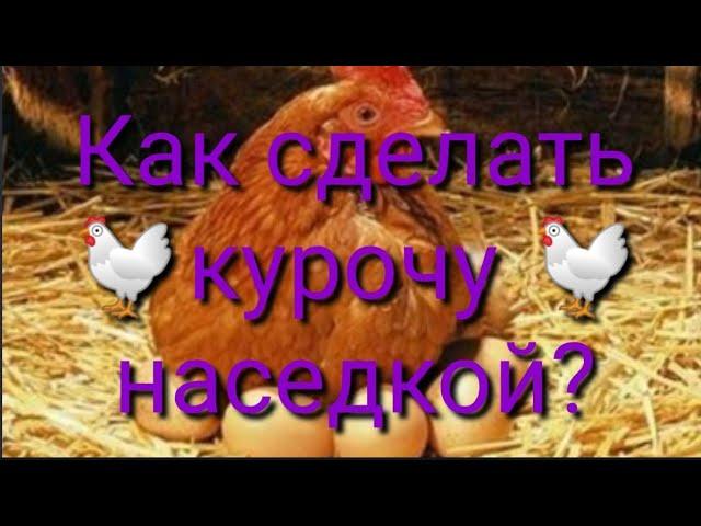 Чем кормить кур,чтобы они сели на яйца!!(полезный опыт)