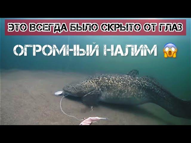 Рыбалка на НАЛИМА+подводная съемка!!! #налим #рыбалка #норильск