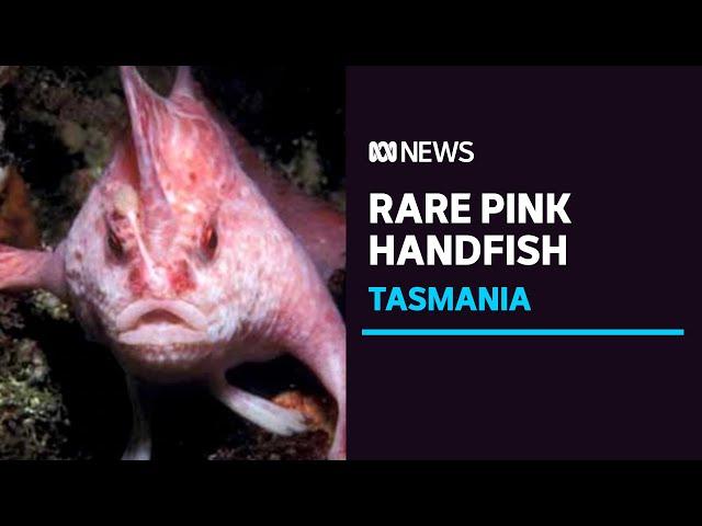 Rare pink handfish spotted for first time in 22 years, off coast of Tasmania | ABC News