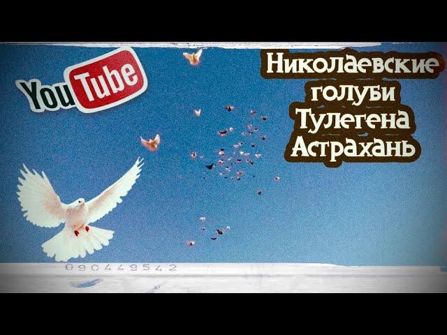 Полёты Николаевских голубей. Тулеген +7 (960) 866-96-72 Астрахань