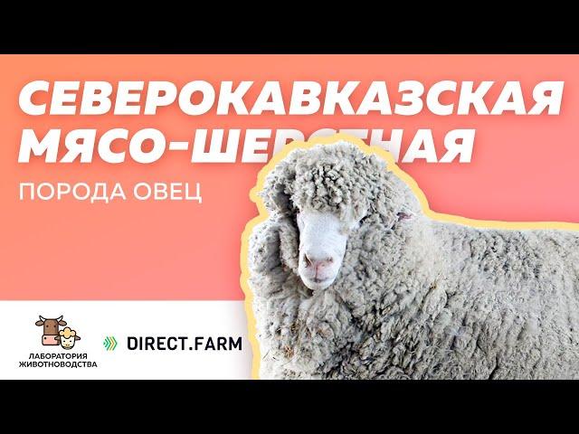 Северокавказская мясо-шерстная порода овец