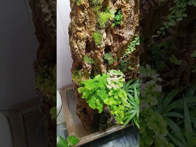 #florarium #paludarium #florariumplants #террариум #палюдариум #флорариум #флорариумплантс