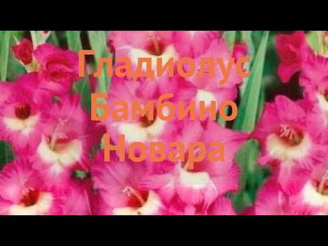 Гладиолус бамбино Новара (gladiolus)  гладиолус Новара обзор: как сажать луковицы гладиолуса Новара