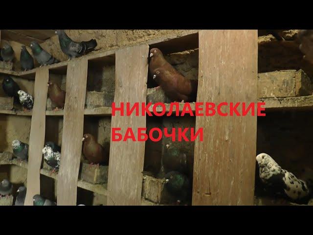 НИКОЛАЕВСКИЕ ГОЛУБИ /pigeons/ БАБОЧКА / ГОЛУБЯТНЯ ВОВЫ КЕРЧЕНСКОГО  (4) +7(978) 820 81 45