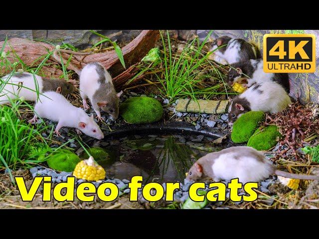 Catflix Presents: Hide & Seek with Tiny Mice – A Kitty’s Dream!