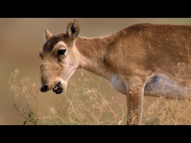 Where can I see Saiga antelope? | Film Studio Aves