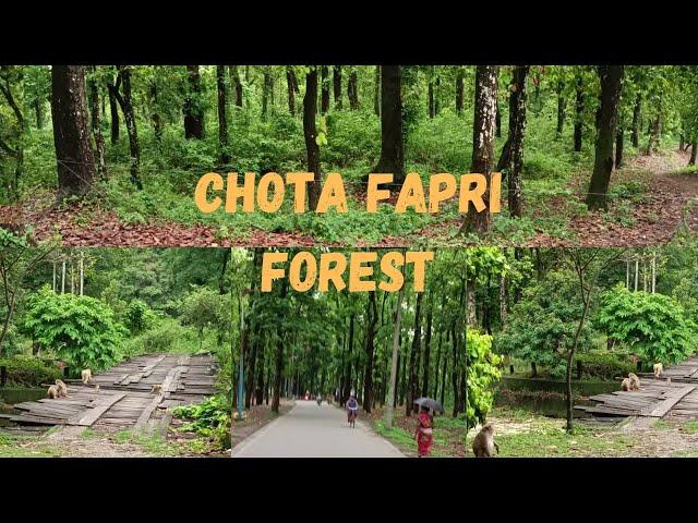 CHOTA FAPRI FOREST VLOG 2023/SILIGURI/ BAIKUNTHAPUR FOREST CHOTA FAPRI SILIGURI 2023/SUNDAY OUTING.