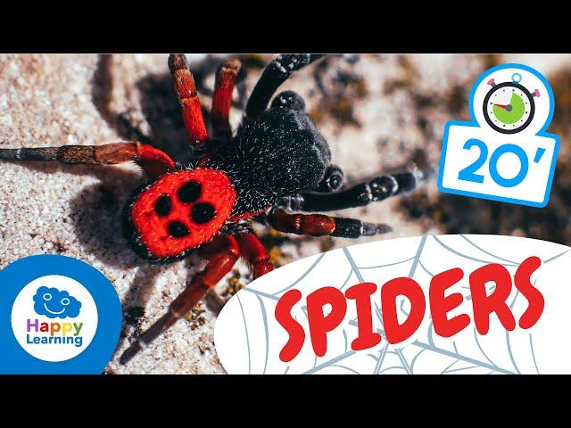 SPIDERS️ | Animals for Kids | Fun and Educational Spider Facts for kids