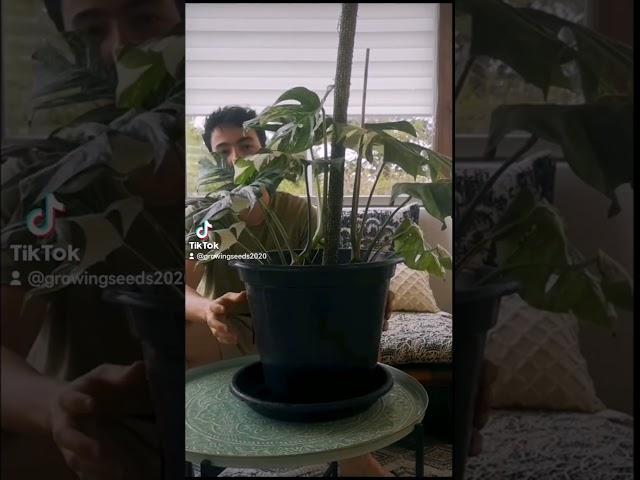 care tips for monstera albo   #variegated #variegatedmonstera #plants #planttips