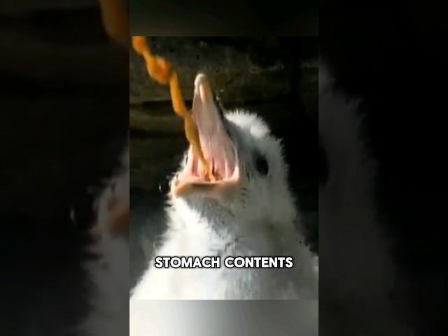 The defense technique of the fulmar bird when it feels threatened #shorts