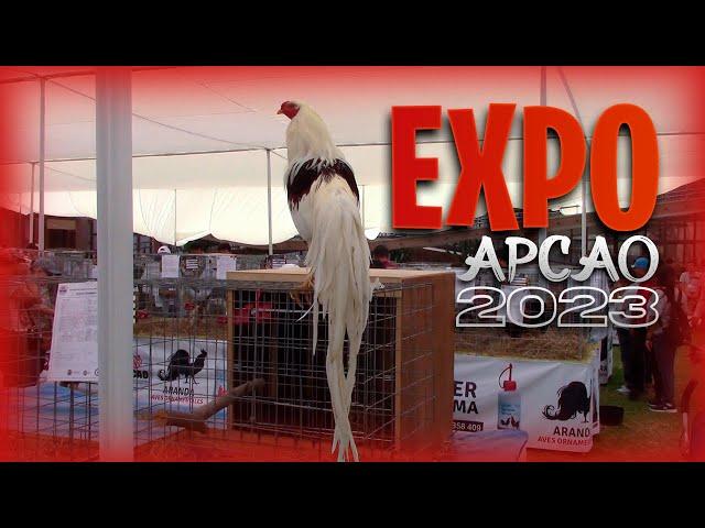 EXPO de GALLOS ORNAMENTALES de APCAO en LIMA - PERU 2023 | Orla Tenorio  