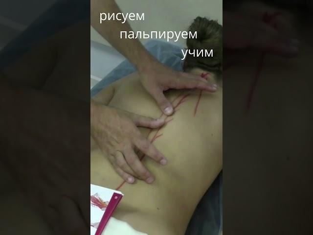 учим мышцы легко