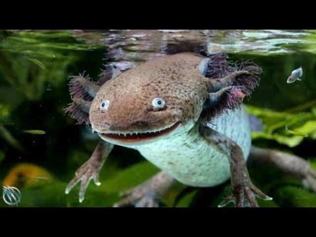 This Exotic Alien Salamander Snacks on its Own Siblings