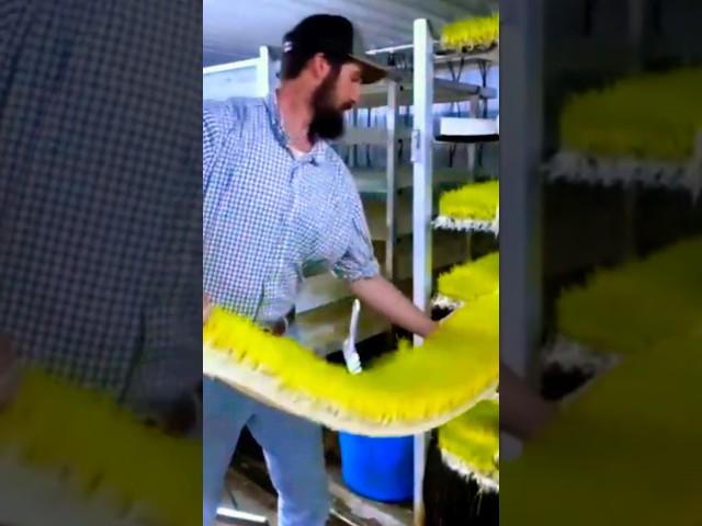 Growing Grass in Factory for Animals.#shorts #trending #viralshorts #facts