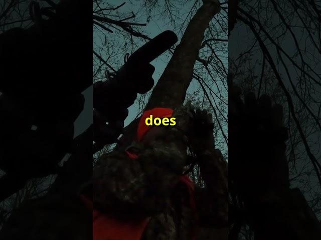 Did a coyote do this? #shorts #viral #hunting