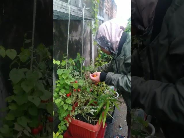 Panen tomat depan rumah #keluargasabtry #tomato