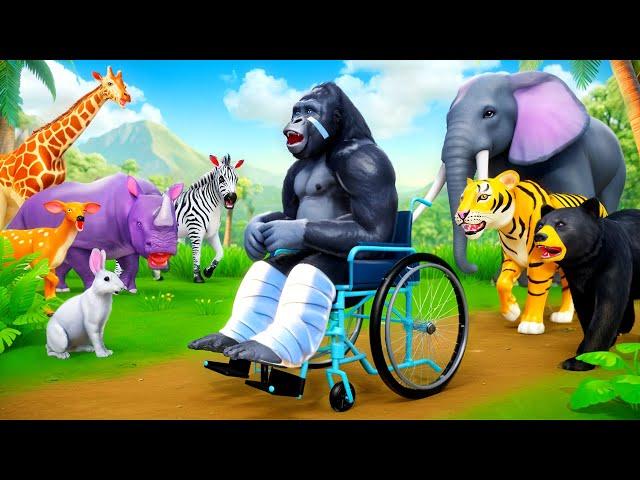 Gorilla Dance Challenge: Wins Big | Epic Wildlife Animal Adventures