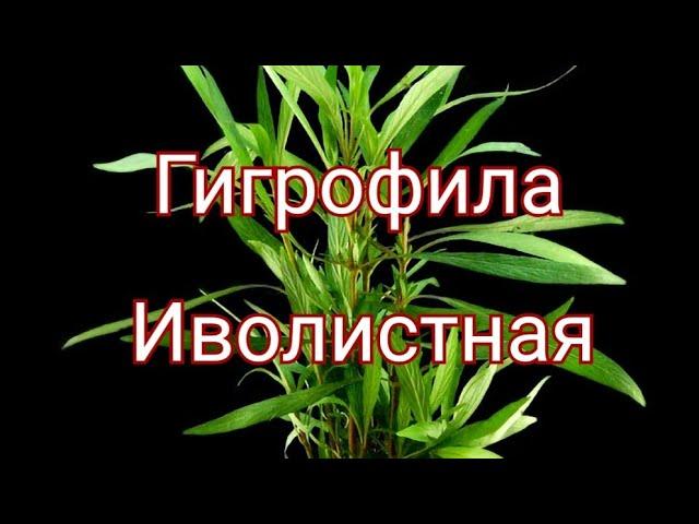 Гигрофила иволистная. Содержание и уход.