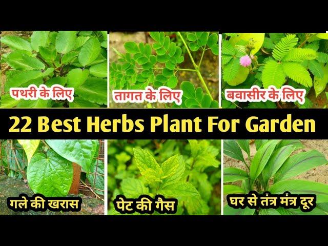 22 Best Herbs Plant For Garden || यह 22औषधीय पौधे गार्डन में जरूर लगाएं || Home Garden