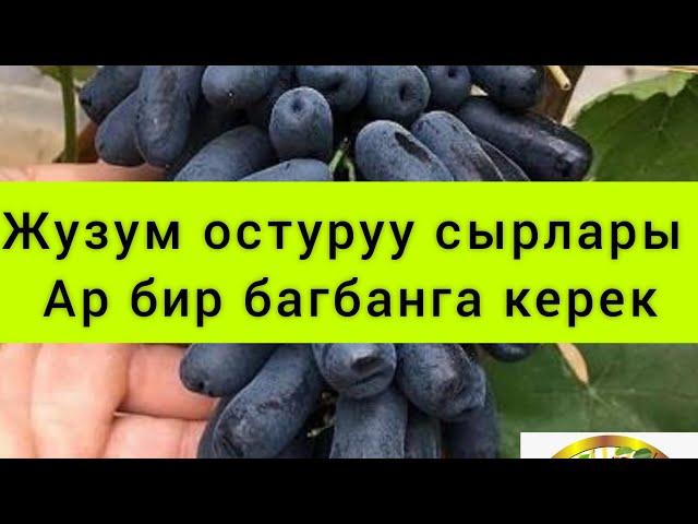 Жузум остуруу сырлары 0773456707