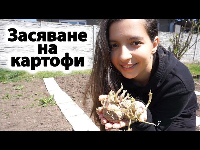 ЗАСЯВАНЕ НА КАРТОФИ | Как се сеят картофи?