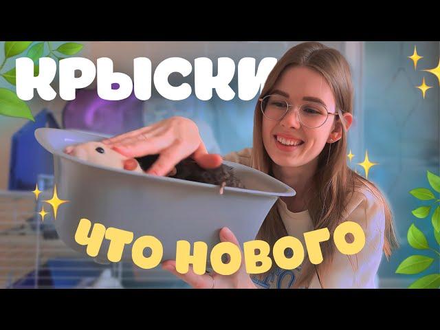 ЧТО У НАС НОВОГО: НОВЫЙ ДОМИК, ВКУСНЯШКИ, ЗАБОЛЕЛИ ВСЕ КРЫСЫ