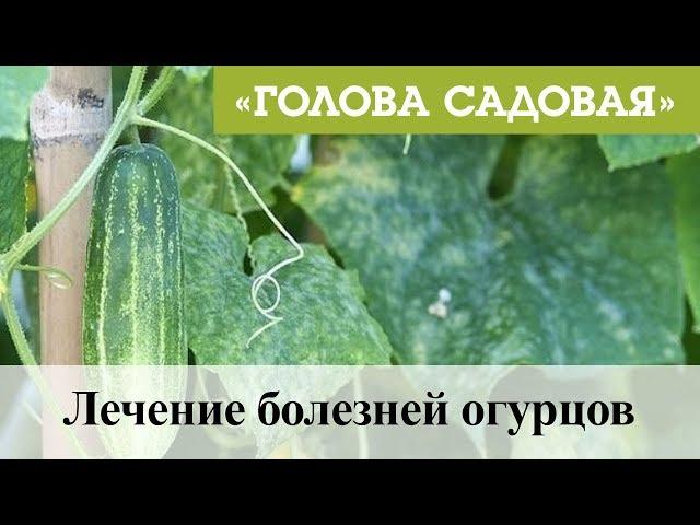 Голова садовая - Лечение болезней огурцов