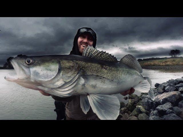 FISCH auf FISCH - Zander eskalieren komplett