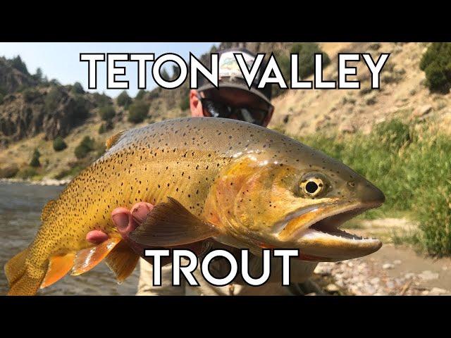 Teton Valley Trout | Ultimate Idaho Fly Fishing