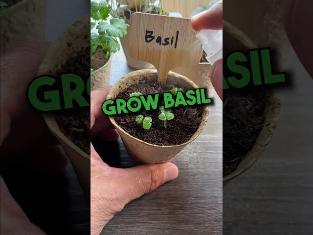 Grow Your Own Basil from Seed