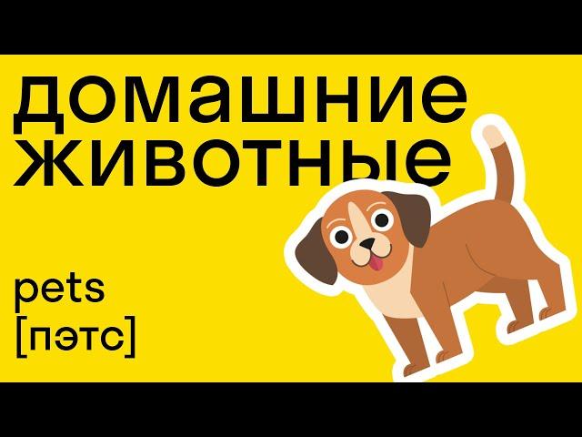 Домашние животные на английском, учим вместе! Легко со skysmart!