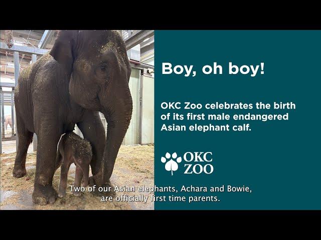 Boy, oh boy! Welcome Xerxes, the OKC Zoo's first ever male Asian elephant calf