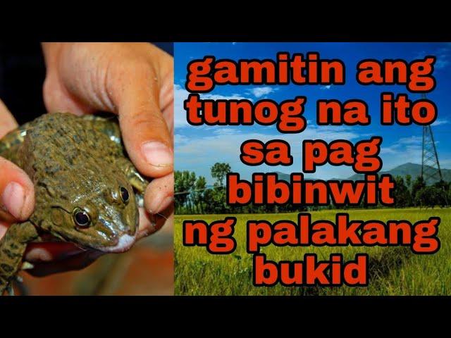 palakang bukid sounds. tunog para lumapit ang palakang bukid sa pag bibinwit