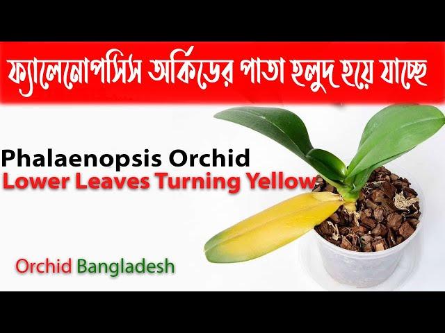 ফ্যালেনোপসিস অর্কিডের নিচের পাতা হলুদ হয়ে যাচ্ছে // Phalaenopsis Orchid Lower Leaves Turning Yellow