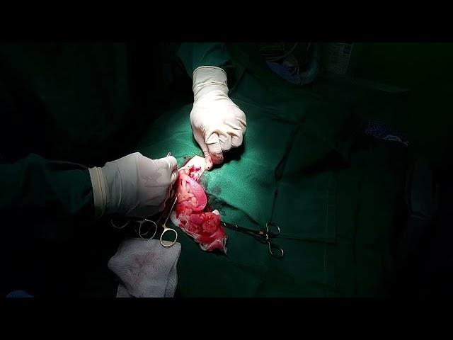 Canine Spay/Cystotomy