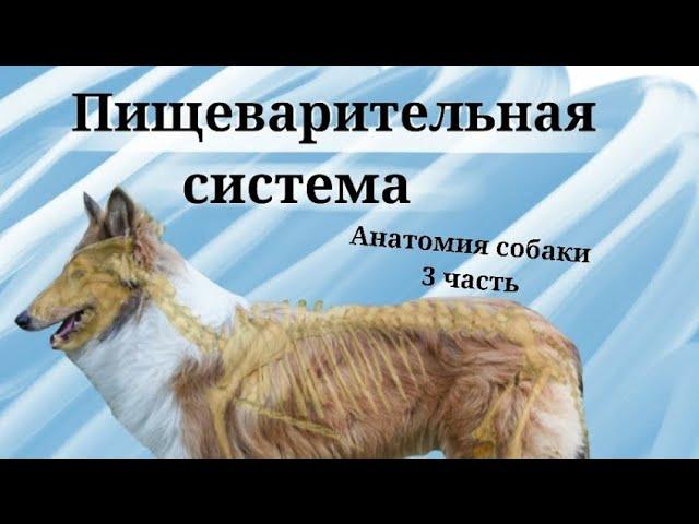 Пищеварительная система | Анатомия собаки 3 часть | Щеноблог