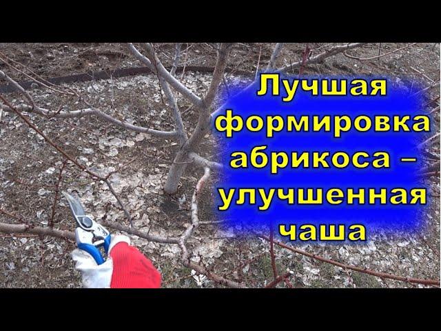 Лучшая формировка для абрикоса   улучшенная чаша