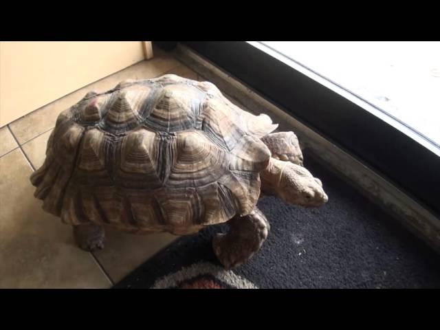 Sulcata Tortoise Adult For Sale. Buy at Big Apple Pet Supply.