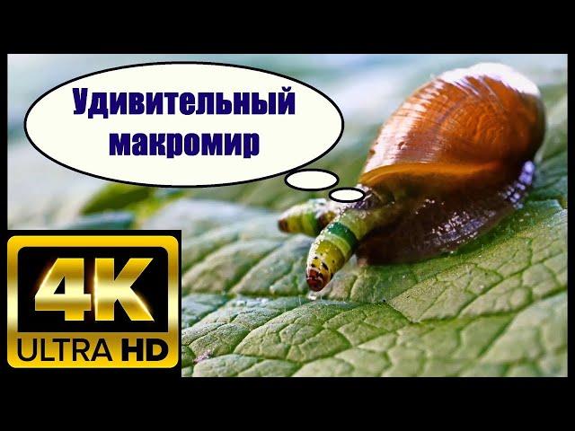 (4К) - AMAZING MACRO WORLD / УДИВИТЕЛЬНЫЙ МАКРОМИР ВОКРУГ НАС / ПОДМОСКОВЬЕ....