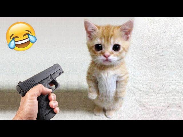 Funniest Animals  Funny Cats and Dogs 2023  Part 21