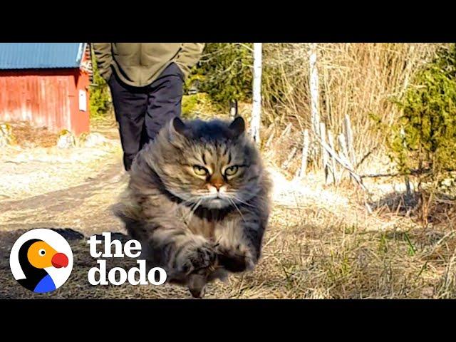 Fluffy Cat Runs As Fast As A Cheetah And Beats Her Dad In Every Race | The Dodo Cat Crazy