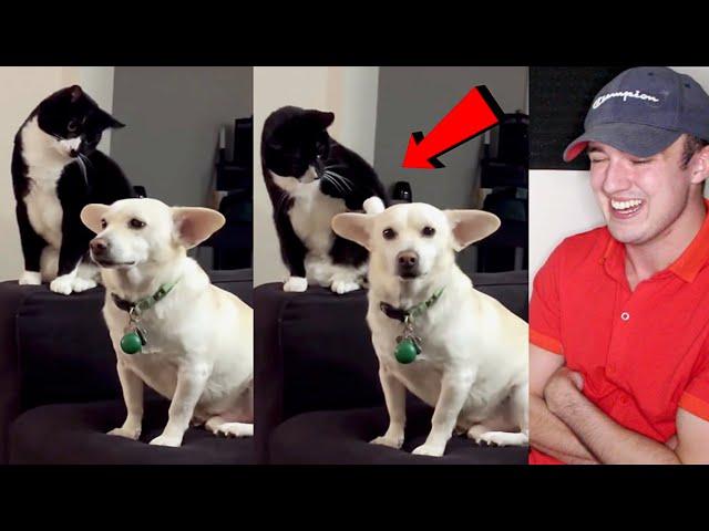 A cat thinks long before hitting a dog (Reaction)