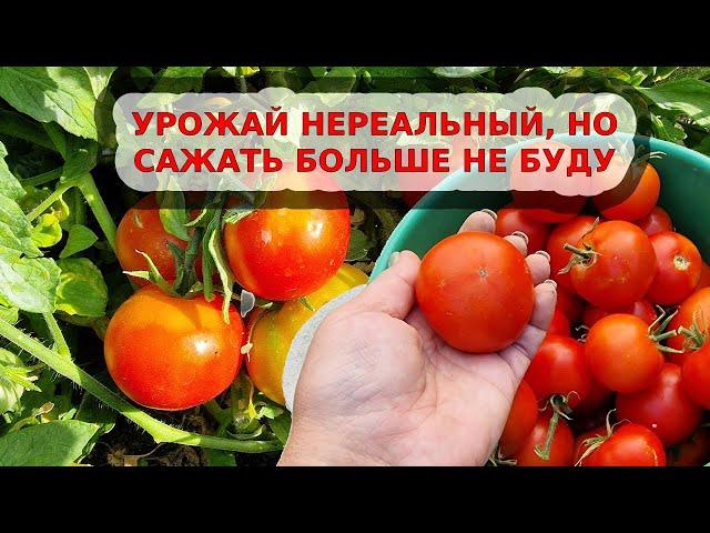 Мегаурожайный томат "монгольский карлик" - не понравился вообще